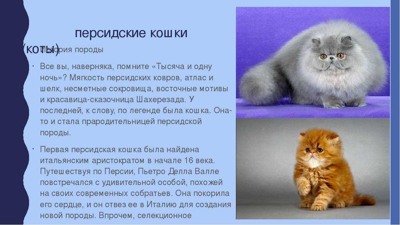 Чем кормит персидских котят