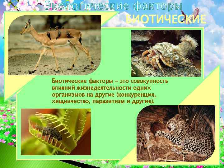Камышница птица. образ жизни и среда обитания птицы камышницы - птицы
