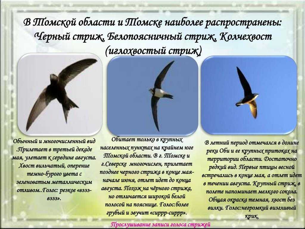 Птицы - фото птиц разных отрядов с названиями и описаниями