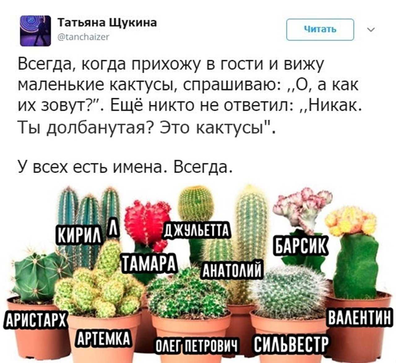 Как красиво назвать кактус Список красивых и ярких, необычных и популярных, женских и мужских кличек для кактусов Имена со значением Смотрите подробнее
