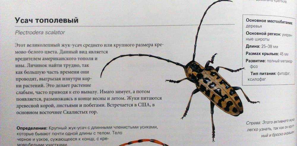Насекомые красной книги россии: внешний вид, фото, особенности, интересные факты, среда обитания