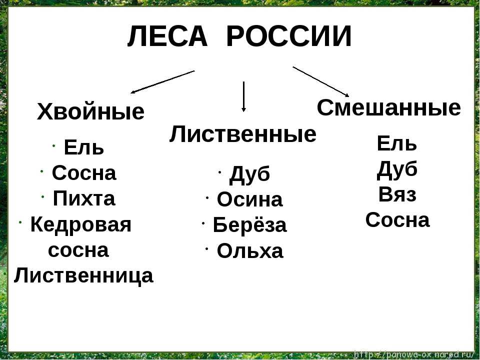 Урок 3: лес и его обитатели - 100urokov.ru