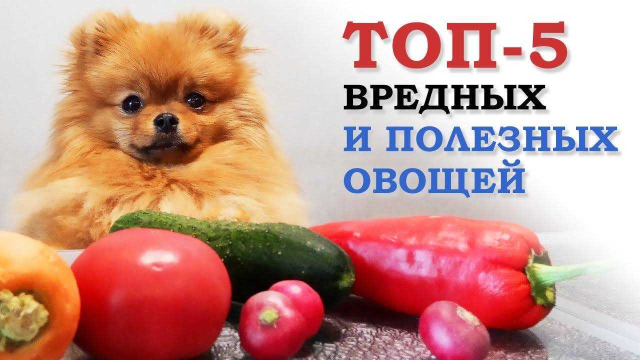 Овощи в рационе собаки | блог ветклиники "беланта"