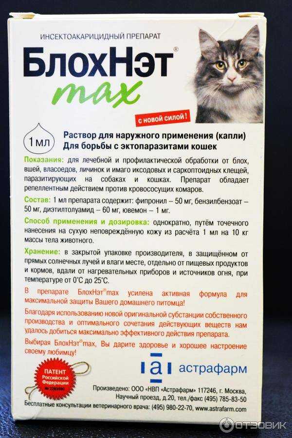 Как вывести блох у кошки в домашних условиях