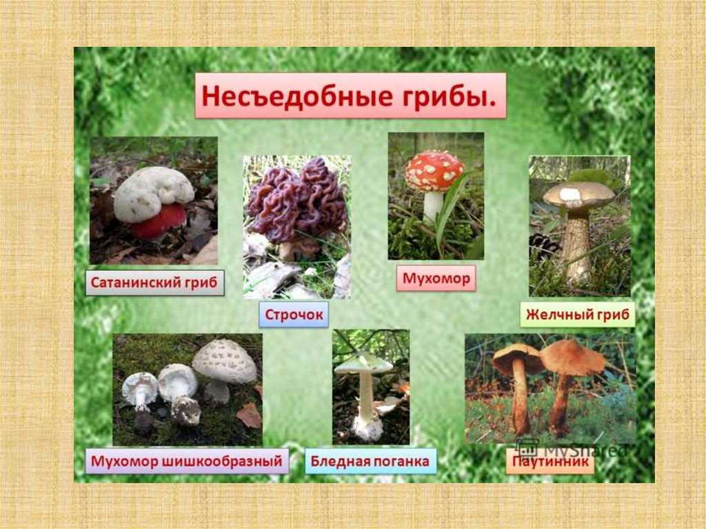 Съедобные и ядовитые грибы саратовской области — фото и название