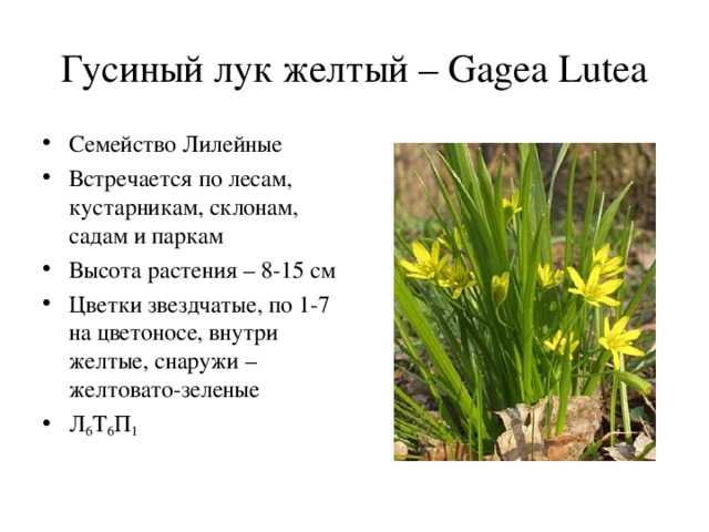 Описание, виды и применение гусиного лука