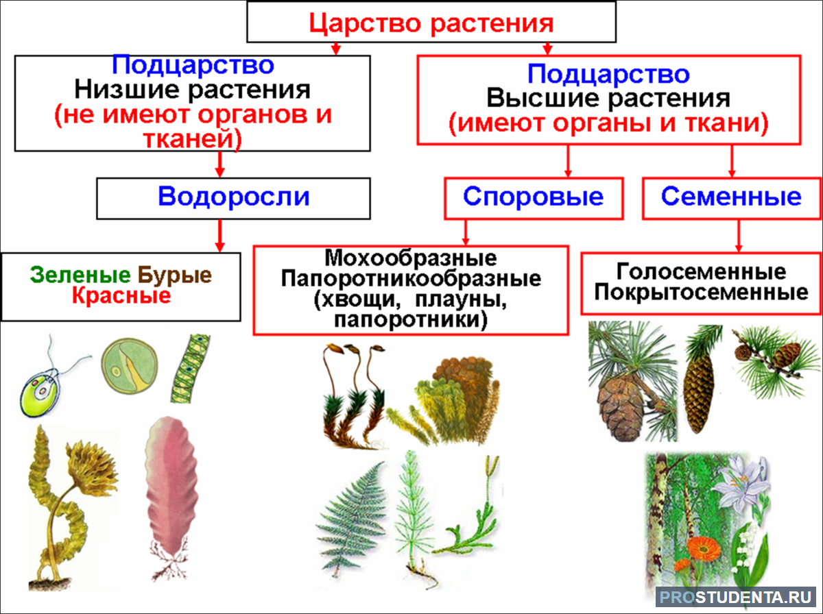 Мхи