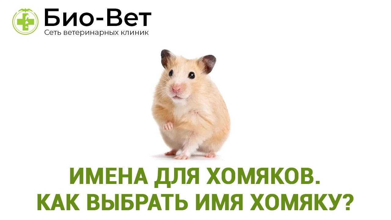 Как назвать хомяка (мальчика и девочку): имена и клички