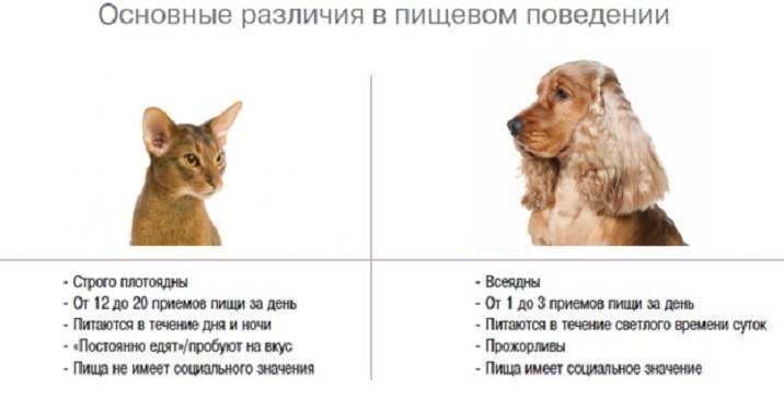 Самые чистоплотные животные в мире