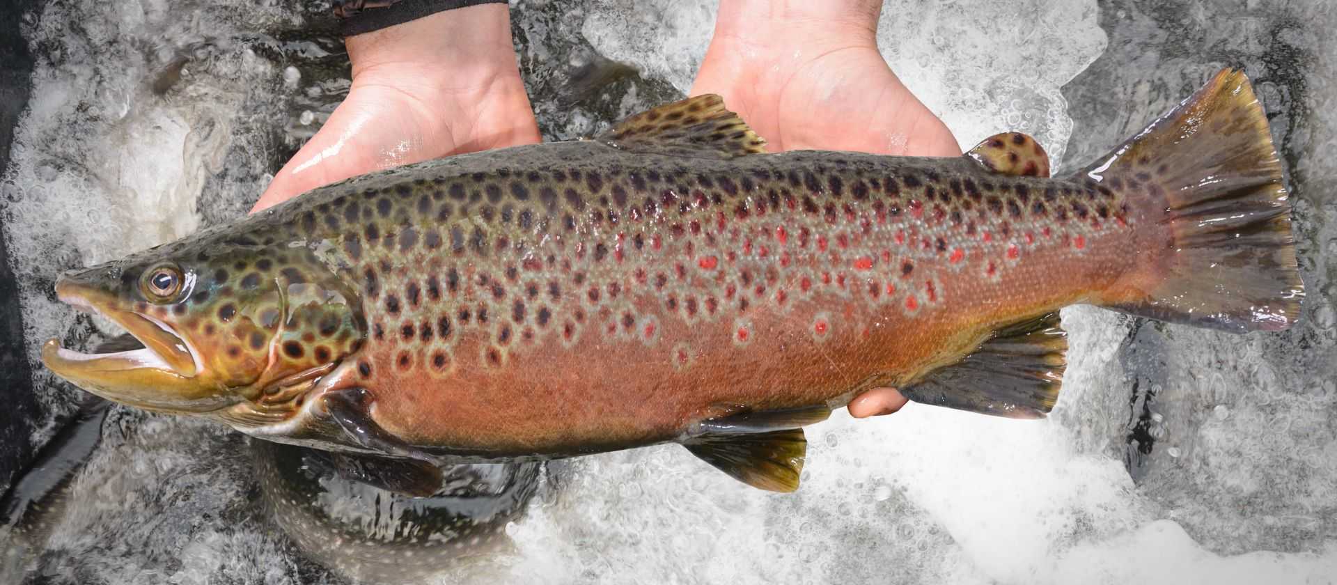 Ловля кумжи - охота и рыбалка, животные, туризм
