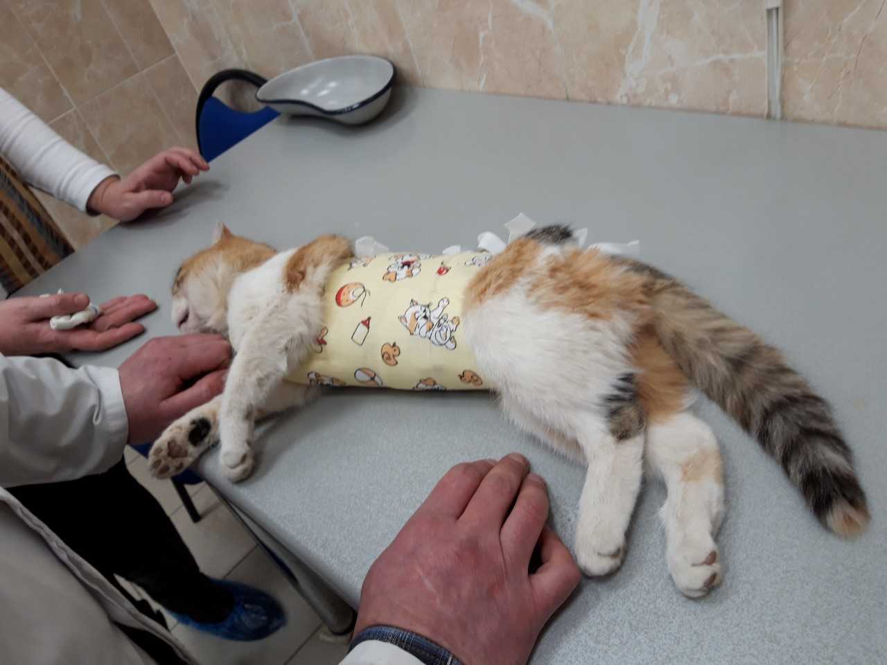 Для чего нужна попона для кошки и как ее самостоятельно изготовить?