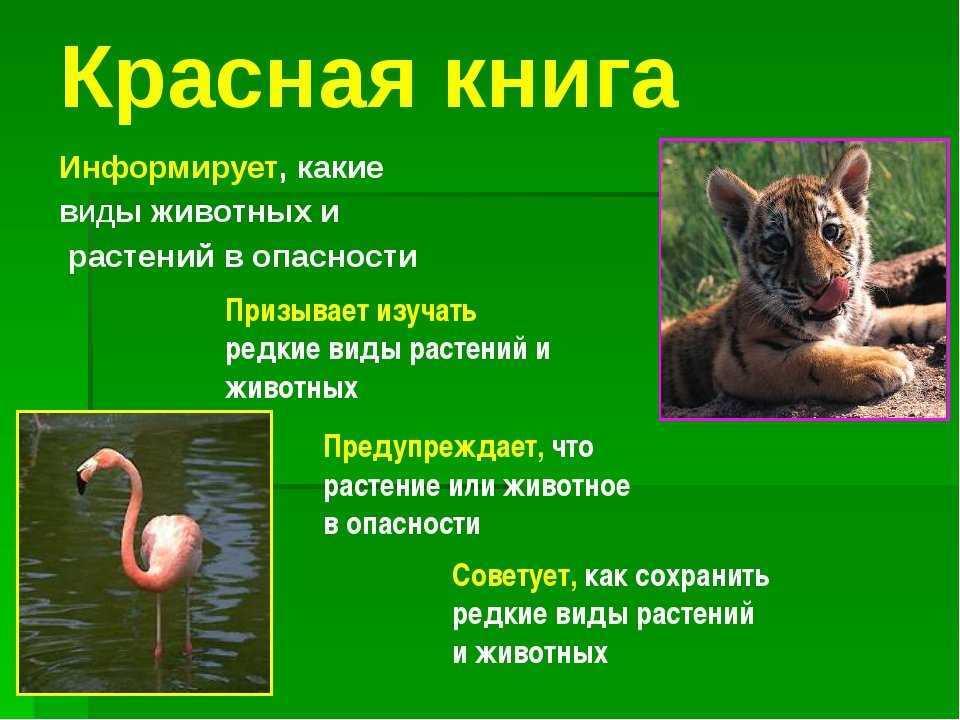 Бабочка махаон: разнообразие подвидов и особенности жизни парусника