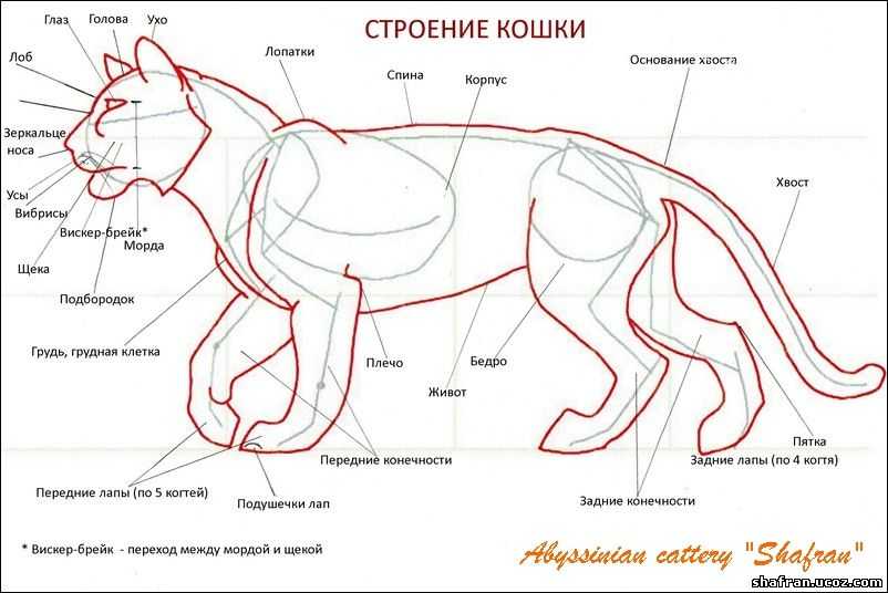Анатомия кошки