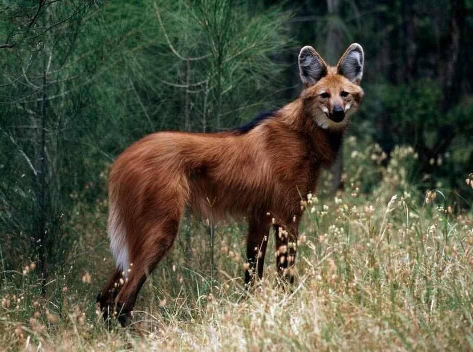 Гривистый волк 🔥 описание животного, особенности, виды, среда обитания