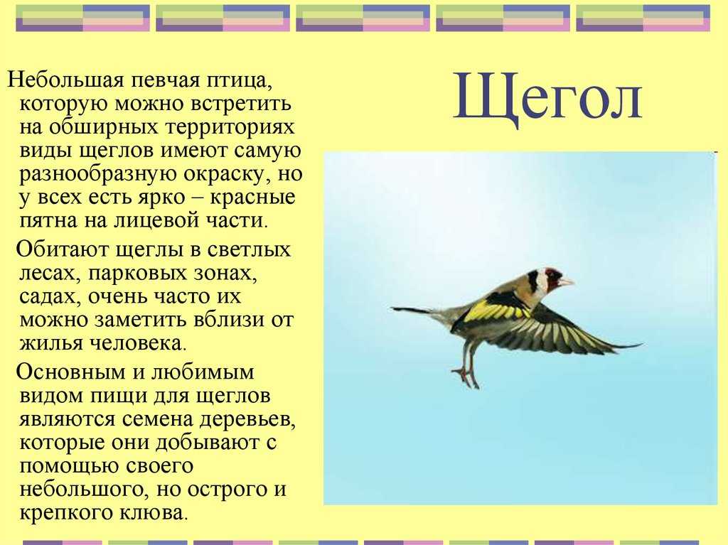Щегол птица. образ жизни и среда обитания птицы щегол