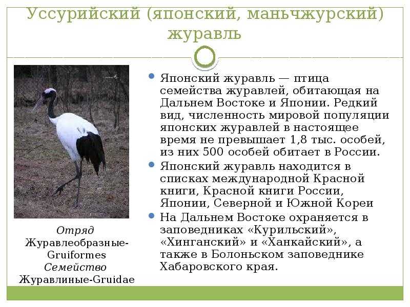 Презентация, доклад на тему красная книга приморского края. презентация к уроку по окружающему миру.