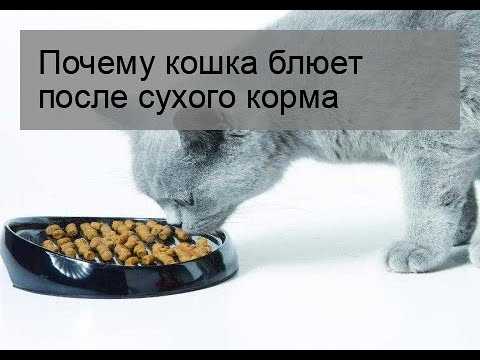 Кошку рвет после еды непереваренной пищей