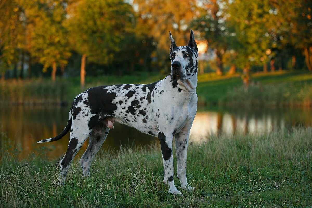 Немецкий дог 🐕: описание породы, характер, содержание и уход, фото собаки