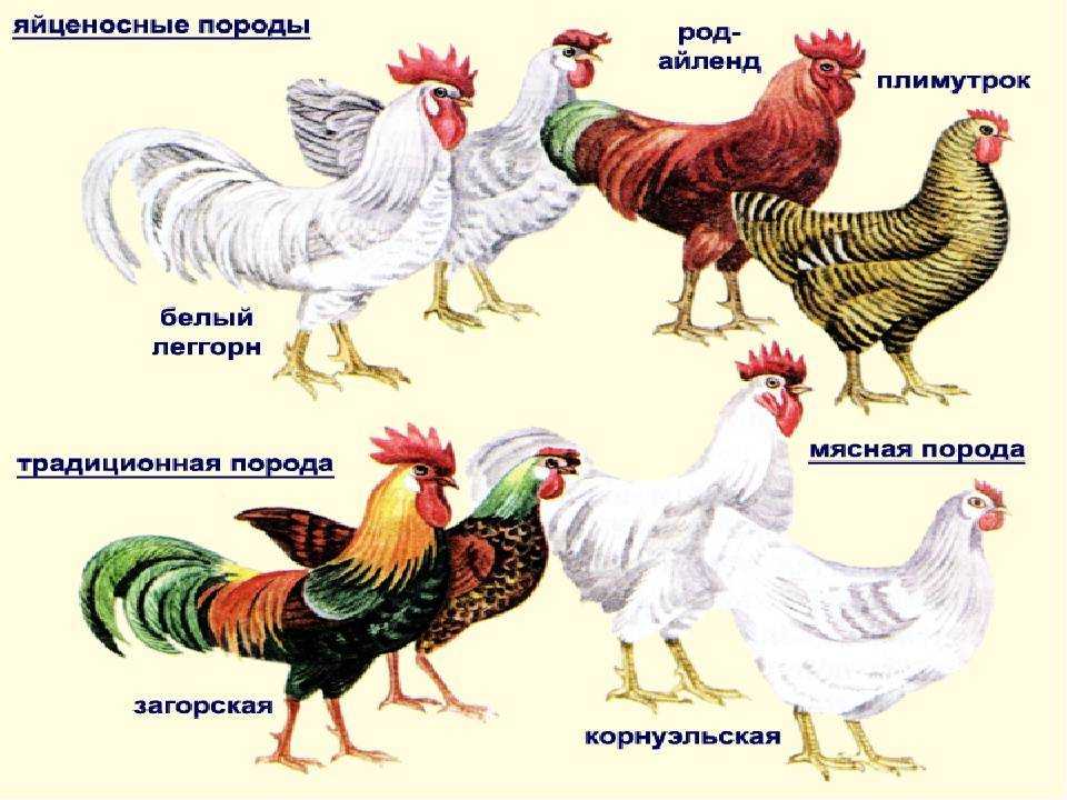 Лучшие породы кур: особенности мясного и яичного направления