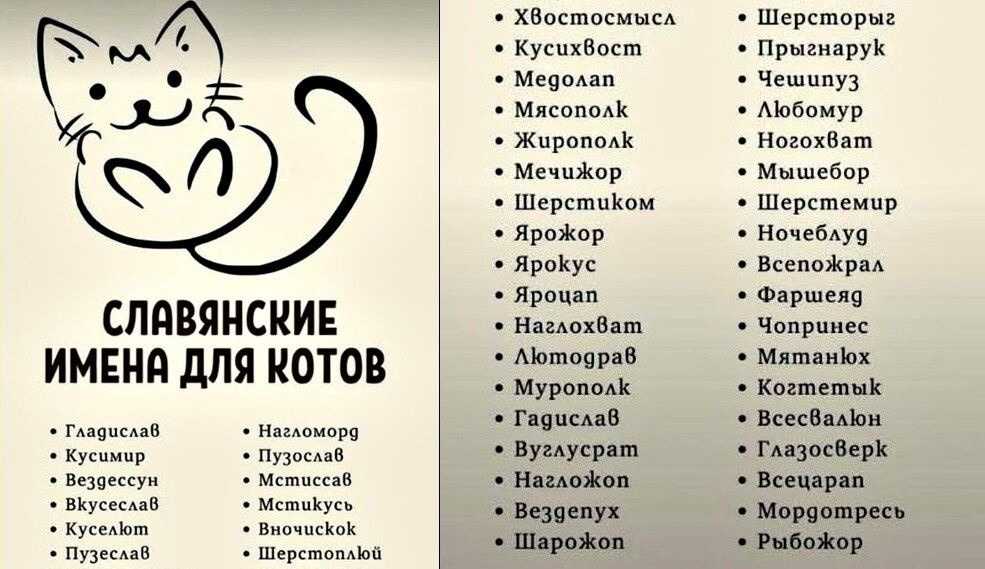 Клички для кошек девочек, красивые имена для кошечек и котят