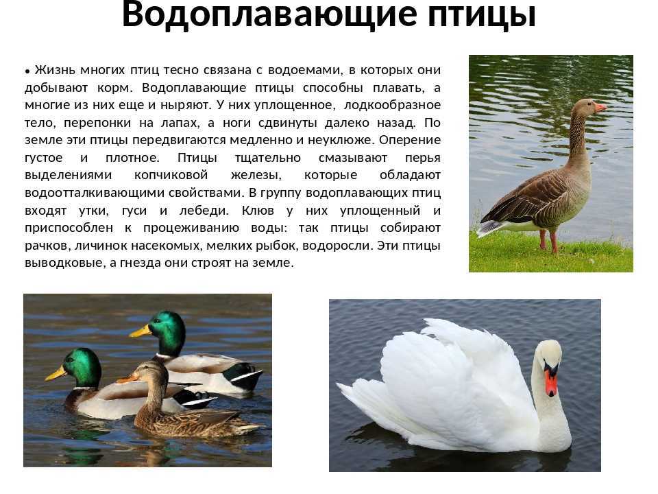 зузнть, сколько водоплавающих птиц обитает в России Названия видов водоплавающих птиц с описанием Фото и видео водоплавающих птицы
