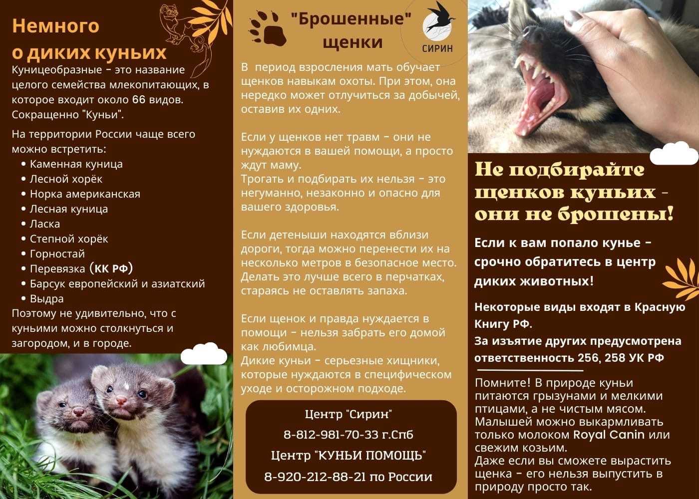 Чем кормить ласку в домашних условиях. ласка животное