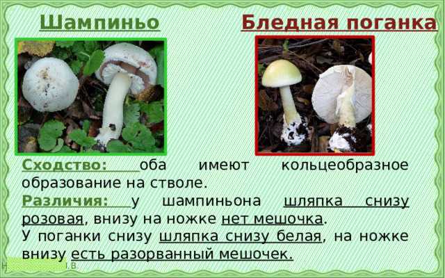Бледная поганка и шампиньон: сходства и различия