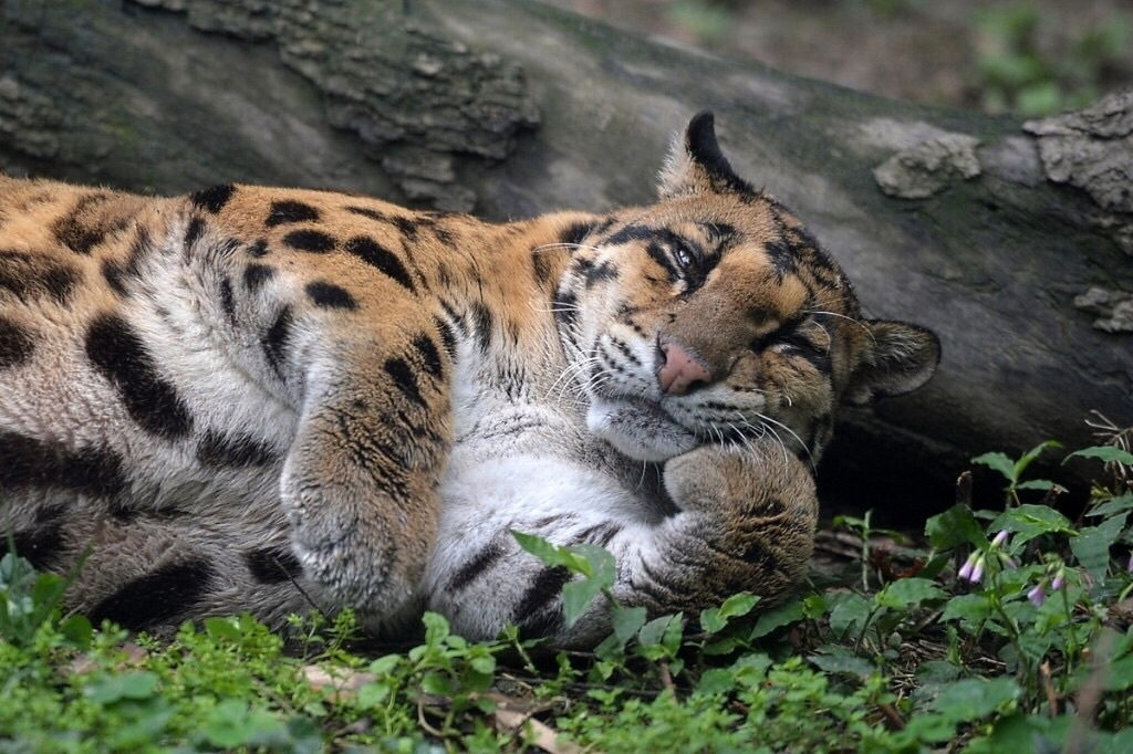 Леопард panthera pardus