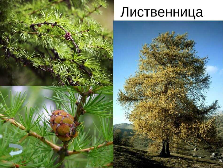 Лиственница ольгинская - larix olgensis - описание таксона - плантариум