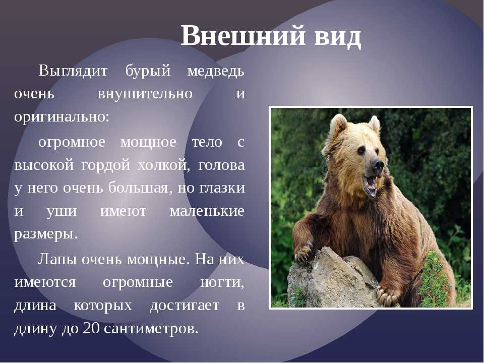 Белый медведь