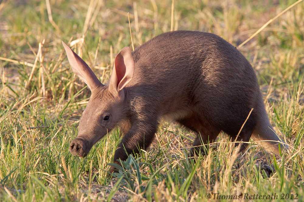 Трубкозуб или африканский (капский) трубкозуб (лат. orycteropus afer)