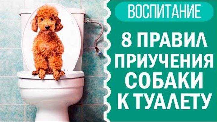 Как правильно приучить собаку к туалету на улице