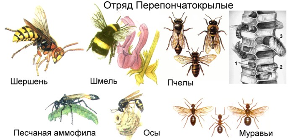 Презентация на тему "отряд насекомых. перепончатокрылые" по биологии для 6 класса