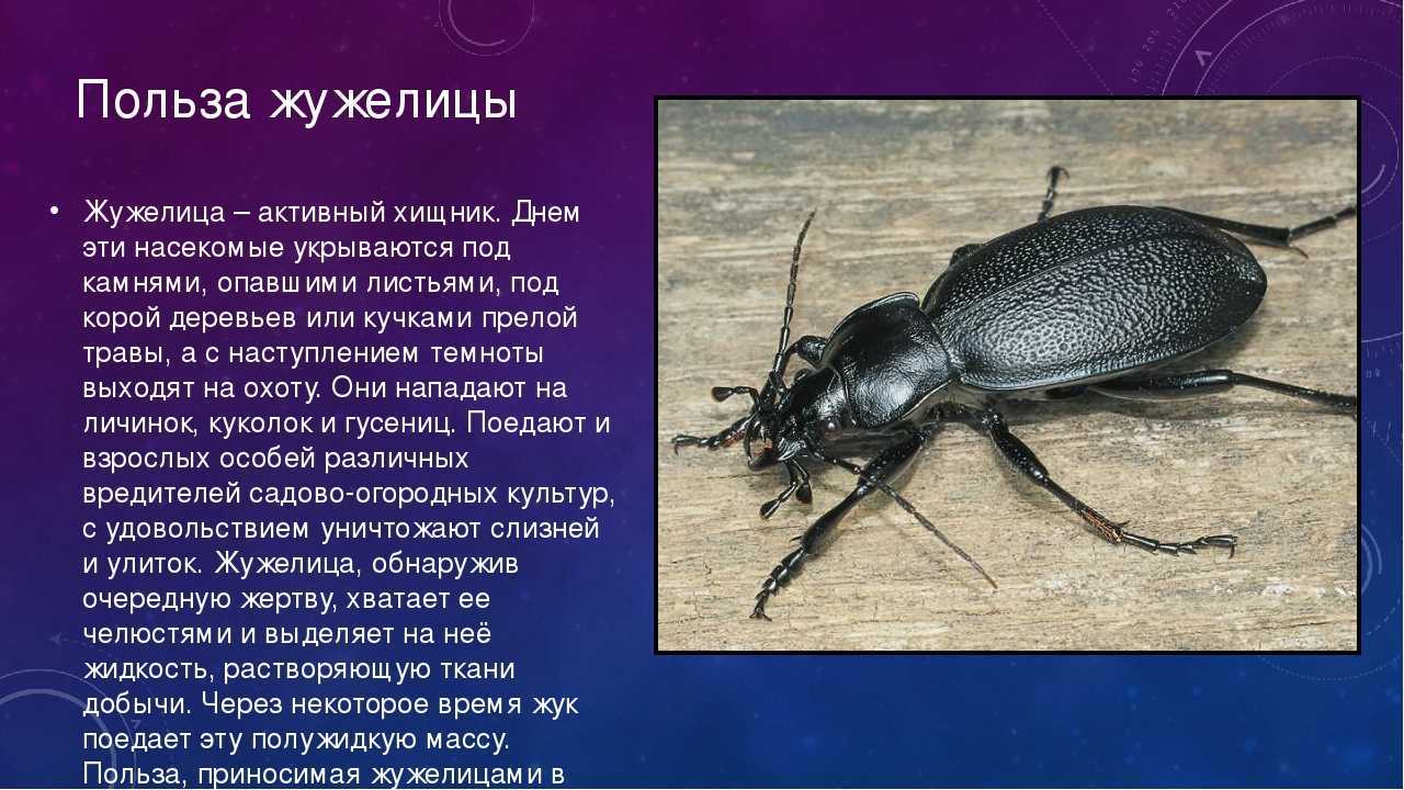 Жужелица: фото жука, вред для человека и растений, методы борьбы