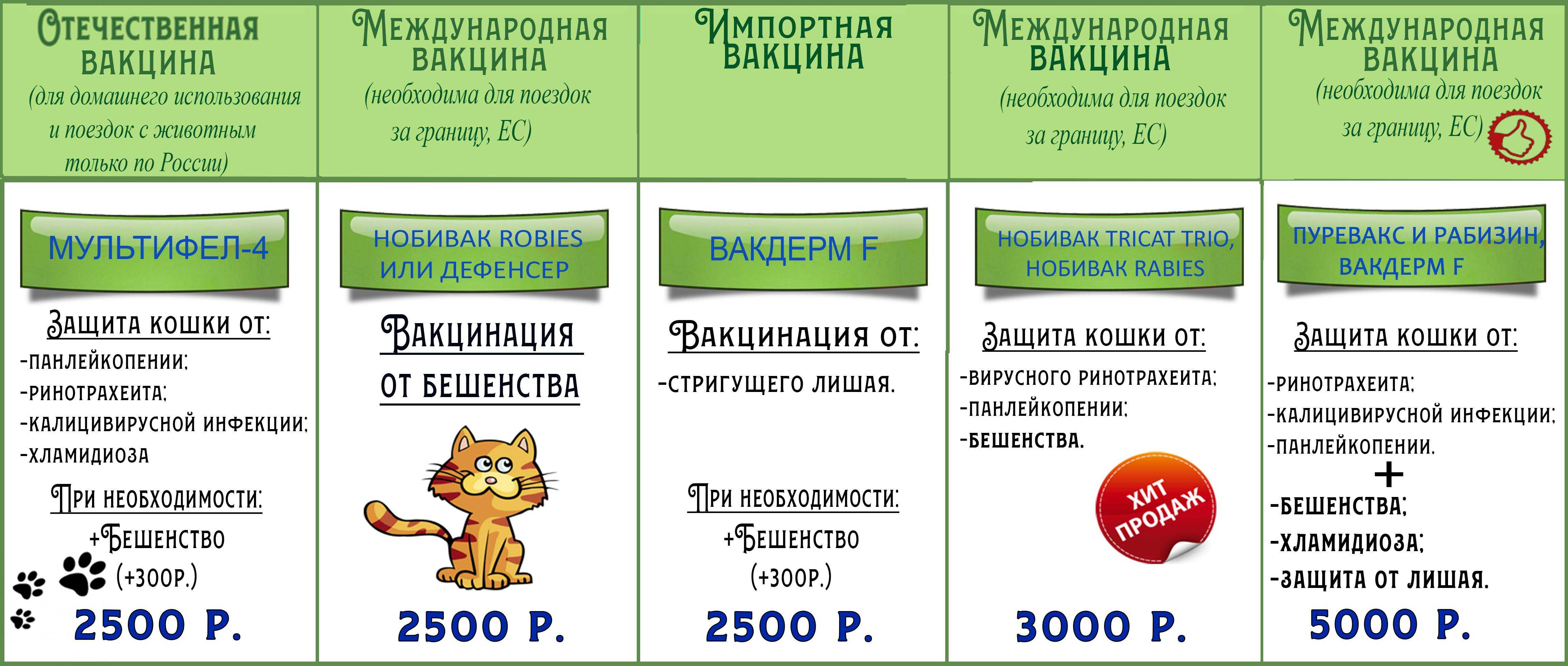 Прививки для кошек и котят: какие делают, когда, в каком возрасте. вакцинация кошек. первая прививка. график (таблица) - питомник elite british