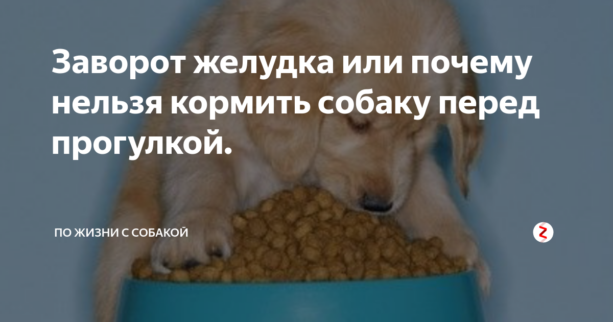 Можно ли давать кости собаке: какие, как часто, какие нельзя и почему
