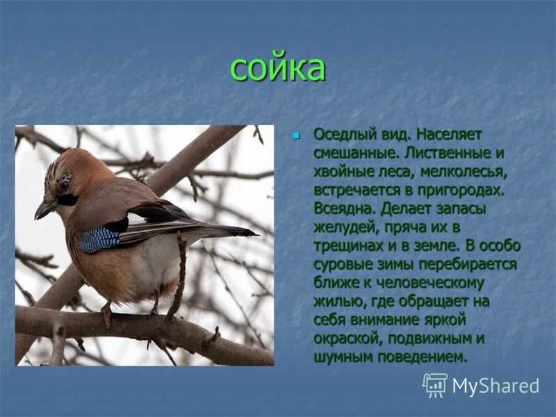 Евразийская сойка - самая популярная сойка в европе и азии