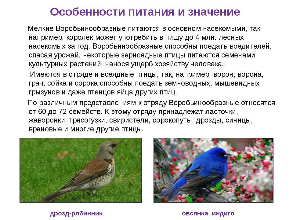 Воробьинообразные — энциклопедия руниверсалис