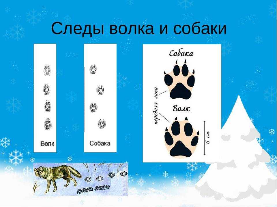 Волк
