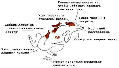 Собака боится прячется и скулит. почему собака прячется в темное место: разбираемся подробно. что делать хозяину