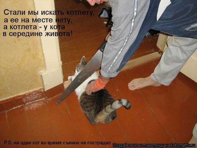 Кошка пытается прятать и переносить котенка: причины почему она это делает