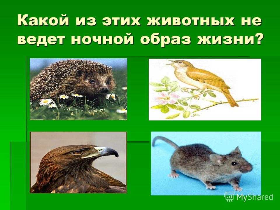 Презентация на тему: "«какие животные видят ночью?» группа 1. цели исследования: цели исследования: познакомить с животными, ведущими ночной образ жизни; рассказать об их особенностях.". скачать бесплатно и без регистрации.