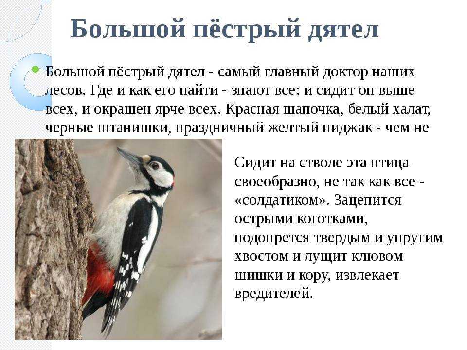 разновидности дятлов с названиями в России и мире Перелетная птица или зимующая Фото, видео и описание дятлов Как выглядит, где обитает и чем питается дятел Краткое содержание Презентация и доклад для детей