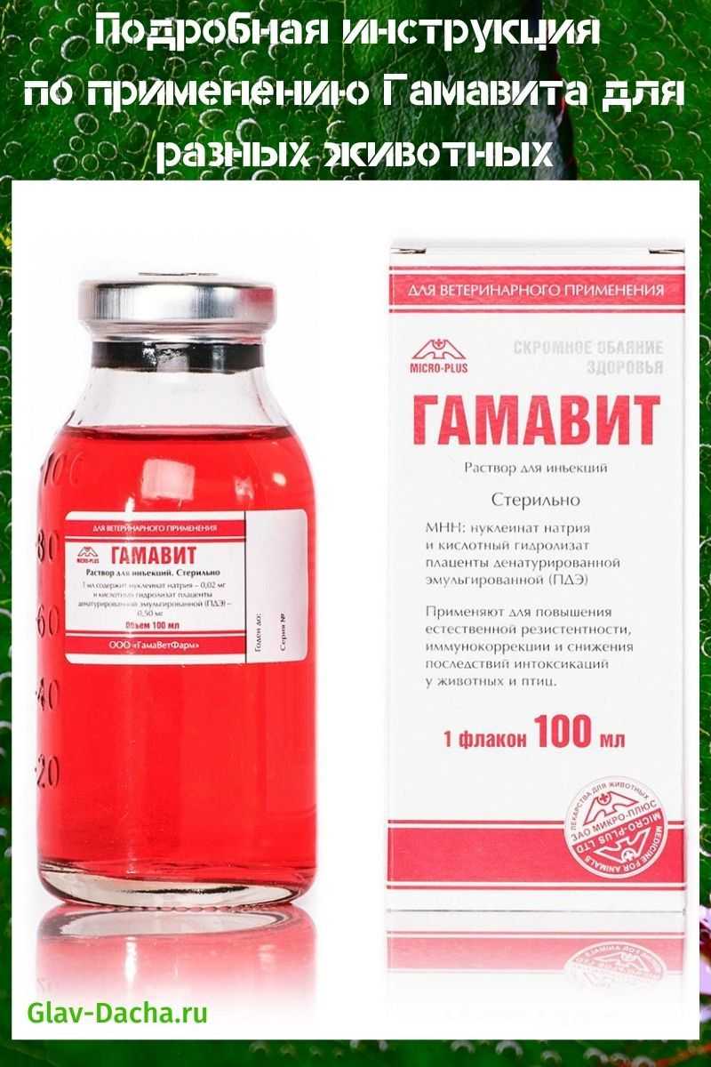 Гамавит для собак: инструкция по применению с дозировкой, аналогами, составом препарата и отзывами. как и куда колоть эти витамины щенкам и для чего они нужны?