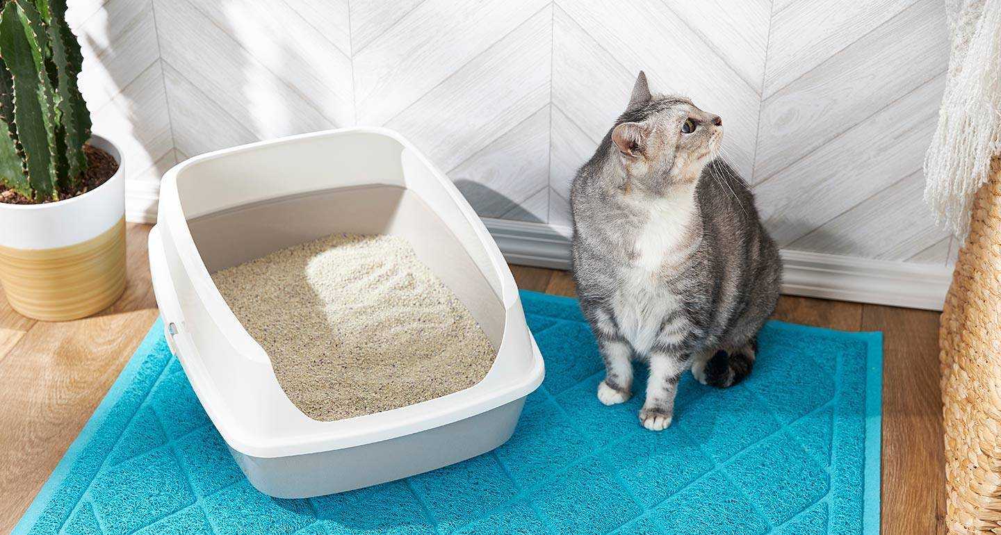 Кот гадит где попало. что делать хозяину? как помочь питомцу?