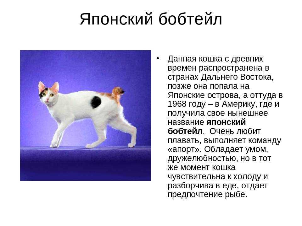 Американский бобтейл