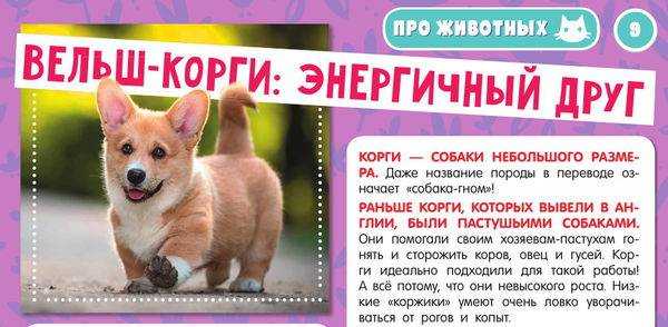 Вельш корги пемброк: описание, уход и содержание, дрессировка - многопородный клуб «суперминики»
