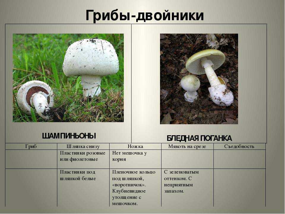 Как отличить ложный лесной шампиньон от настоящего: фото и описание ядовитых двойников