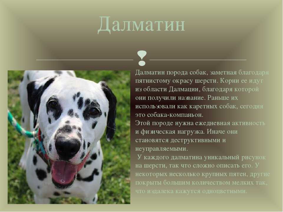 Стандарт собак далматин и похожие породы