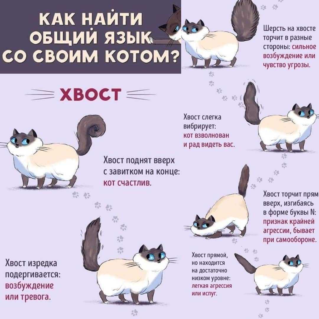 Как понимать кошек. личный опыт